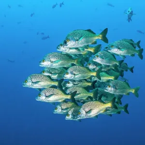 School of Burrito grunts (Anisotremus interruptus) huddling together in tight ball, Revillagigedo Islands, Mexico, Pacific Ocean School of Burrito grunts (Anisotremus interruptus) huddling together in tight ball, Revillagigedo Islands, Mexico, Pacific Ocean