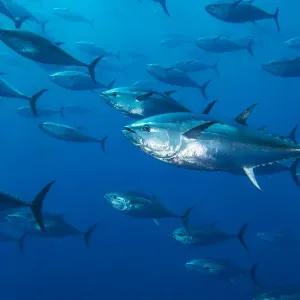 Escuela de atún azul grande del Atlántico (Thunnus thynnus) cautivo en jaula de crecimiento. Escuela de atún azul grande del Atlántico (Thunnus thynnus) cautivo en jaula de crecimiento.