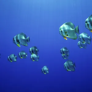 School of Longfin spadefish (Platax teira), Kimbe Bay, West New Britain, Papua New Guinea