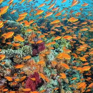 School of orange Scalefin anthias (Pseudanthias squamipinnis) on a coral reef with table corals (Acropora sp.) and red soft corals (Dendronephthya sp.), Ras Mohammed National Park, Sinai, Egypt. Red Sea School of orange Scalefin anthias (Pseudanthias squamipinnis) on a coral reef with table corals (Acropora sp.) and red soft corals (Dendronephthya sp.), Ras Mohammed National Park, Sinai, Egypt. Red Sea