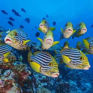 School of Oriental Sweetlips Print School of Oriental Sweetlips Print
