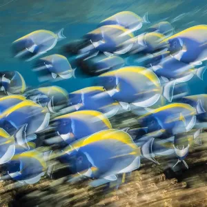 Powderblue surgeonfish feeding print, Laamu Atoll Powderblue surgeonfish feeding print, Laamu Atoll