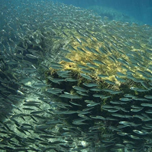 School of Scaled herring or Scaled sardine (Harengula clupeola), entering from the