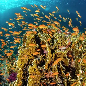 School of Scalefin anthias (Pseudanthias squamipinnis) females, swimming around Fire coral (Millepora dichotoma) feeding on plankton brought to the reef by currents, Ras Mohammed National Park, Sinai, Egypt. Red Sea School of Scalefin anthias (Pseudanthias squamipinnis) females, swimming around Fire coral (Millepora dichotoma) feeding on plankton brought to the reef by currents, Ras Mohammed National Park, Sinai, Egypt. Red Sea