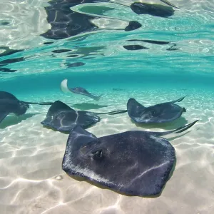 Southern stingrays on a Grand Cayman sand bar Print Southern stingrays on a Grand Cayman sand bar Print