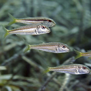 A school of striped red mullet or surmullet (Mullus surmuletus) swim over seagrass meadow