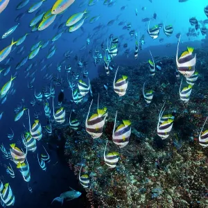 Le bannerfish scolaire (Heniochus diphreutes) et les fusiliers à dos jaune (Caesio xanthonota) plongent près de la récif corallien tandis que des prédateurs approchent, Atoll Nord Ari, Maldives, océan Indien. Le bannerfish scolaire (Heniochus diphreutes) et les fusiliers à dos jaune (Caesio xanthonota) plongent près de la récif corallien tandis que des prédateurs approchent, Atoll Nord Ari, Maldives, océan Indien.