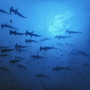 Schooling Scalloped hammerhead sharks (Sphyrna lewini) Cocos Island National Park