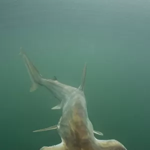 Scoophead shark (Sphyrna media), released specimen. Isla Chepillo, Rio Bayano, Panama