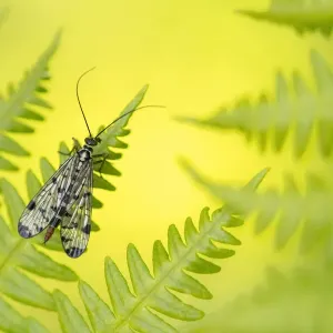 Scorpion fly (Panorpa sp. ) female, basking on bracken, Broxwater, Cornwall, UK. May Scorpion fly (Panorpa sp. ) female, basking on bracken, Broxwater, Cornwall, UK. May