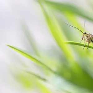 Scorpion fly (Panorpa sp. ) male, basking in foliage. Peak District National Park