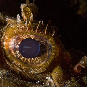 Scorpionfish (Scorpaena porcus) close-up of eye, Larvotto Marine Reserve, Monaco