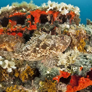 Two Scorpionfish (Scorpaena porcus) lying on artificial reef, Larvotto Marine Reserve