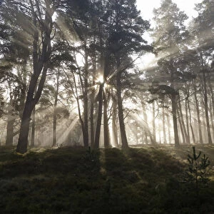 Scots Pine forest (Pinus sylvestris) with early morning misty light filtering through the forest