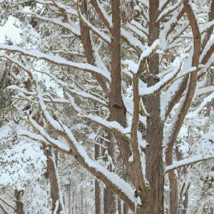 Scots Pine forest in winter, Abernethy Forest, Cairngorms National Park, Scotland, UK