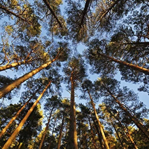 Scots pine (Pinus sylvestris) forest looking skywards towards forest canopy
