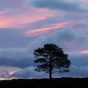 Scots Pine (Pinus sylvestris) silhouetted at dawn, Cairngorms National Park, Scotland