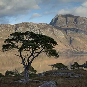 Scots pine (Pinus sylvestris) silhoutte in front of Loch Maree and Slioch, Wester Ross