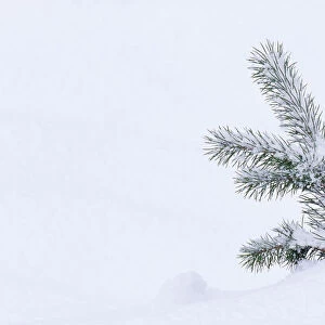 Scots Pine (Pinus sylvestris) tree seedling in snow, Abernethy Forest RSPB Reserve