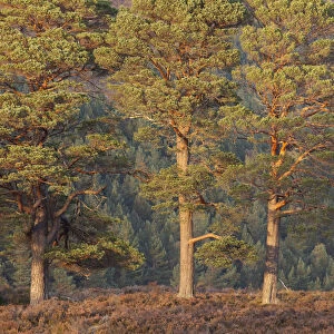 Three Scots pine (Pinus sylvestris) trees, with conifer woodland in the background