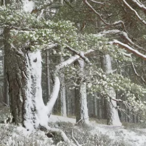 Scots pine (Pinus sylvestris) woodland in winter, Abernethy NNR, Cairngorms NP, Scotland