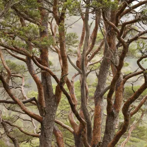 Scots pine tree (Pinus sylvestris) in natural woodland, Beinn Eighe NNR, Highlands