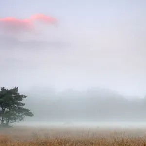 Scots pine tree (Pinus sylvestris) at dawn, Klein Schietveld, Brasschaat, Belgium