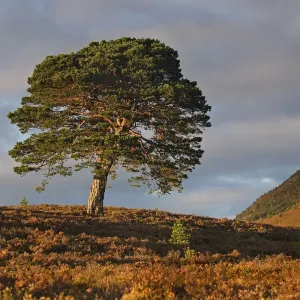 Scots pine tree (Pinus sylvestris) lone pine surrounded by young pine seedlings, Abernethy forest