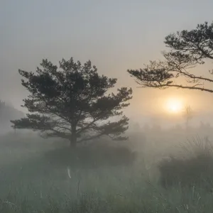 Scots pine tree (Pinus sylvestris) at sunrise, Klein Schietveld, Brasschaat, Belgium