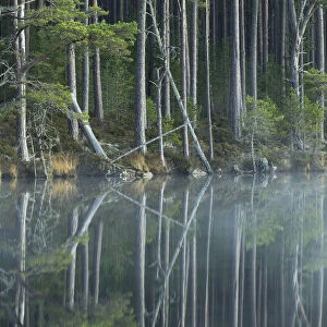 Scots Pine trees (Pinus sylvestris) reflected in loch, Abernethy Forest, Scotland