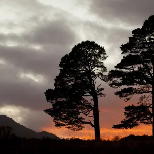 Two Scots pine trees (Pinus sylvestris) silhouetted at sunset, Glen Affric, Scotland