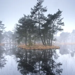 Scots pine trees (Pinus sylvestris) on island in wetlands, Klein Schietveld, Brasschaat