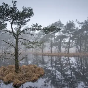 Scots pine trees (Pinus sylvestris) on island in wetlands, Klein Schietveld, Brasschaat Scots pine trees (Pinus sylvestris) on island in wetlands, Klein Schietveld, Brasschaat