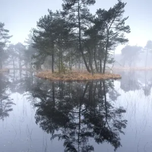 Scots Pine Trees Print, Wetlands Landscape Scots Pine Trees Print, Wetlands Landscape