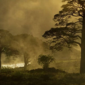 Scots pine trees (Pinus sylvestris) in mist at sunrise, Beinn Eighe NNR, Torridon