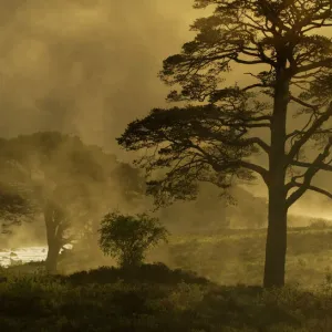 Scots pine trees (Pinus sylvestris) in mist at sunrise, Beinn Eighe NNR, Torridon