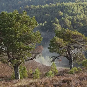 Scots Pines (Pinus sylvestris) on moorland. Abernethy NNR, Cairngorms National Park