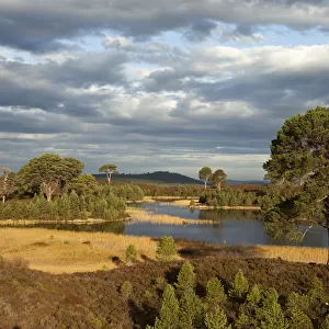 Scots pines (Pinus sylvestris) and regeneration on moorland, Abernethy, Cairngorms National Park