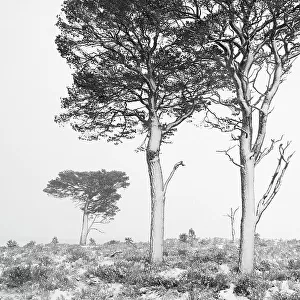 Scots pines (Pinus sylvestris) in winter, Abernethy NNR, Cairngorms NP, Scotland, UK, December 2011