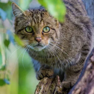 Scottish wildcat (Felis silvestris grampia) captive, endemic to Scotland. September