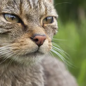 Scottish Wildcat (Felis sylvestris), captive, UK, June Scottish Wildcat (Felis sylvestris), captive, UK, June