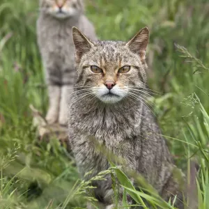 Scottish wildcats (Felis sylvestris), captive, UK, June Scottish wildcats (Felis sylvestris), captive, UK, June