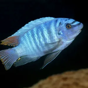 Scrapemouth Mbuna Cichlid Print Scrapemouth Mbuna Cichlid Print