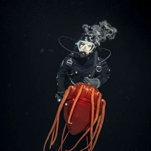 Scuba diver with Helmet jellyfish (Periphylla periphylla), a luminescent, red, jellyfish of the deep sea, Trondheimsfjord, Norway, Atlantic Ocean