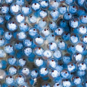 Sculpin (Bero elegans) Eggs Print, Hokkaido, Japan Sculpin (Bero elegans) Eggs Print, Hokkaido, Japan