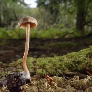 Scurfy twiglet mushroom (Tubaria furfuracea) cresce da Beech mast (Fagus sylvatica) sul pavimento boschivo ricoperto di muschio, New Forest, Hampshire, Regno Unito, ottobre. Scurfy twiglet mushroom (Tubaria furfuracea) cresce da Beech mast (Fagus sylvatica) sul pavimento boschivo ricoperto di muschio, New Forest, Hampshire, Regno Unito, ottobre.