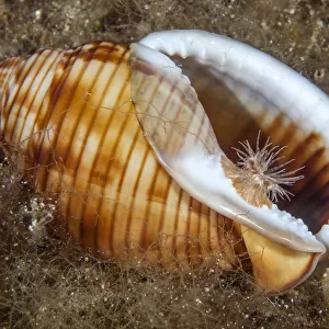 Sea anemone (Calliactis parasitica) usually associated with hermit crabs