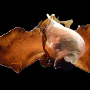 Sea butterfly (Peraclis bispinosa) captive deep sea species from Atlantic Ocean off