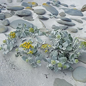 Sea cabbage (Senecio candicans) amongst pebbles on sandy seashore. Sea Lion island