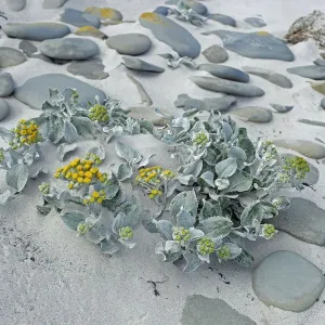 Sea Cabbage Print amongst Pebbles on Sandy Seashore Sea Cabbage Print amongst Pebbles on Sandy Seashore